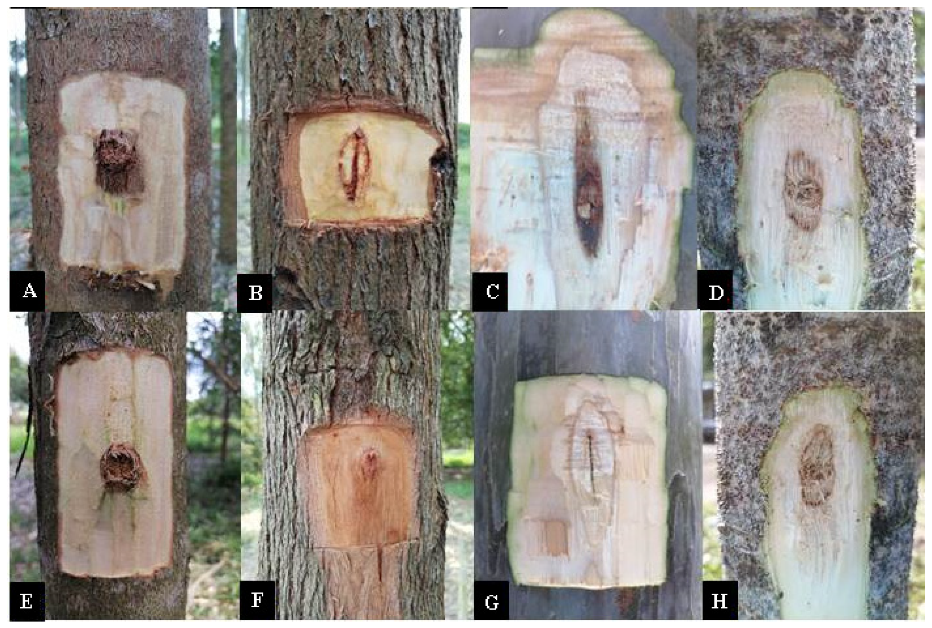 Forests 14 01660 g006