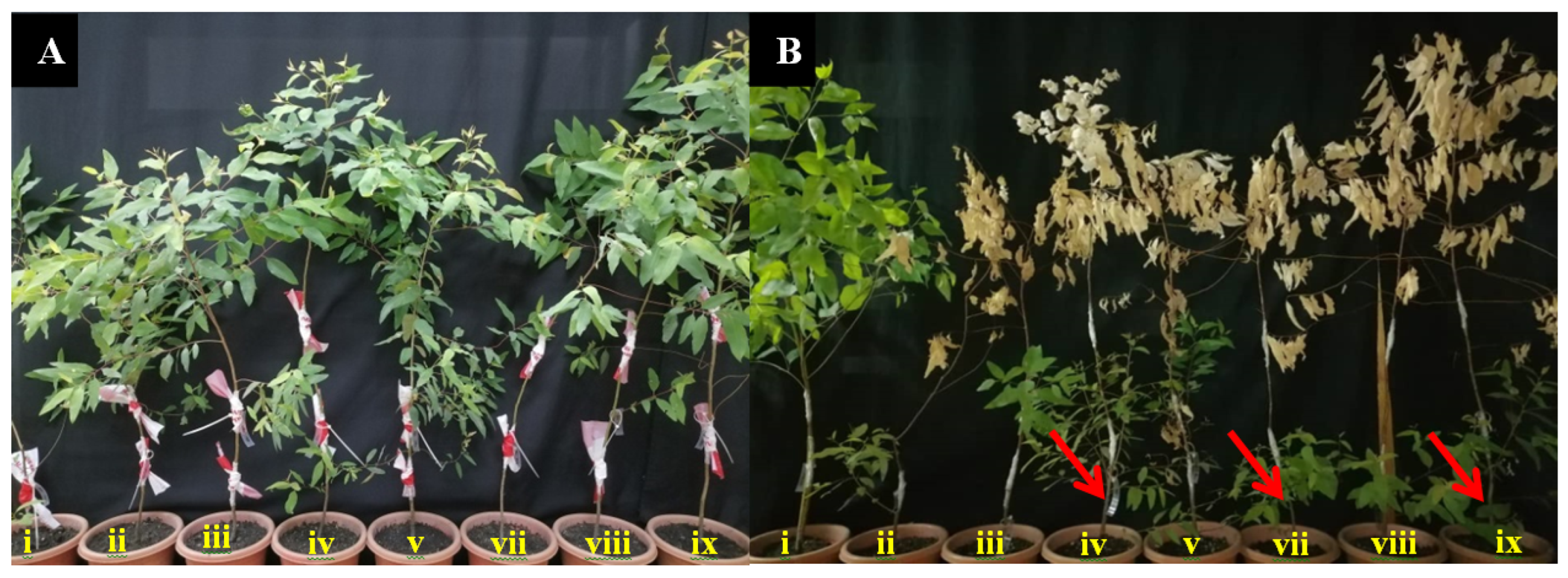 Forests 14 01660 g007