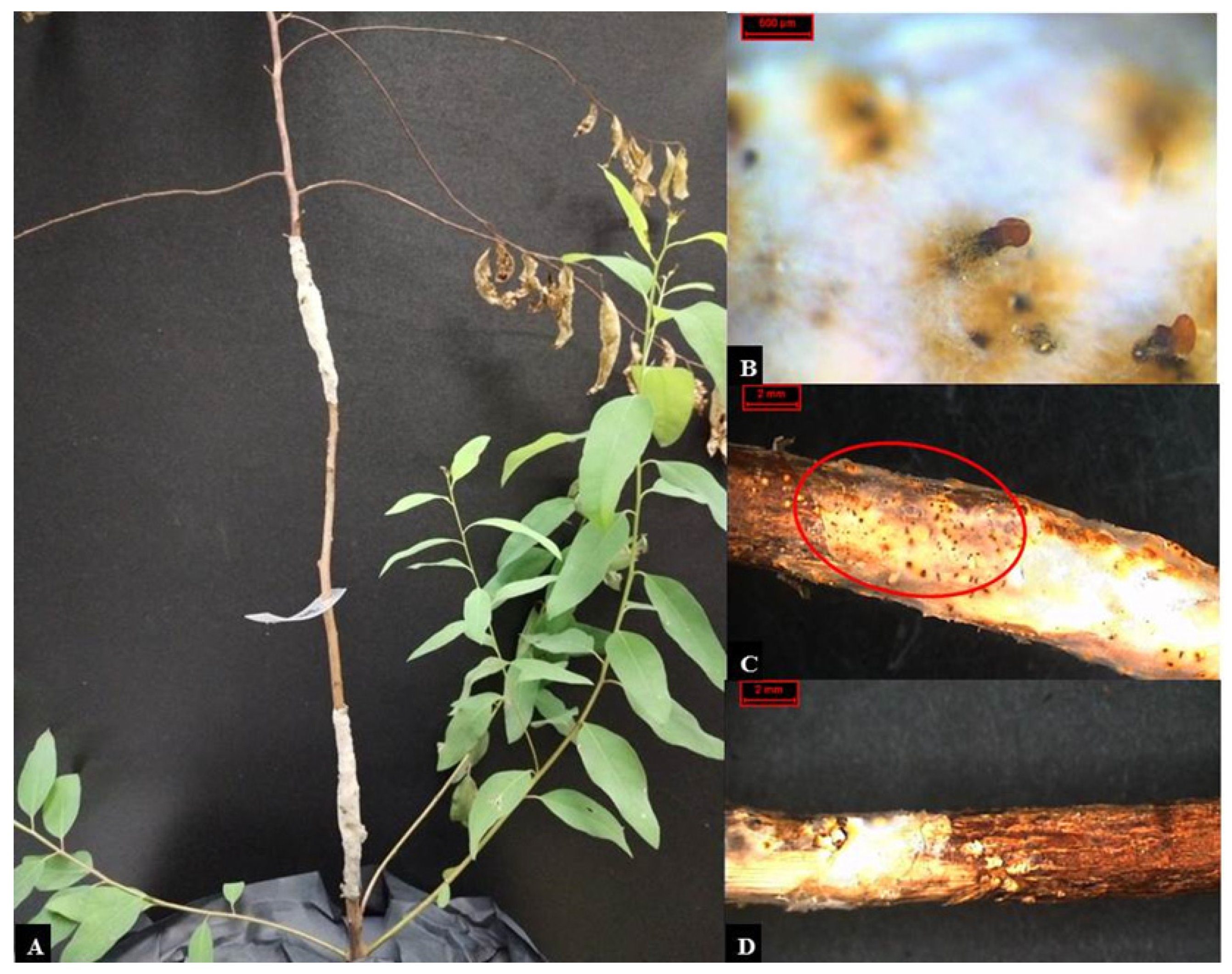 Forests 14 01660 g008