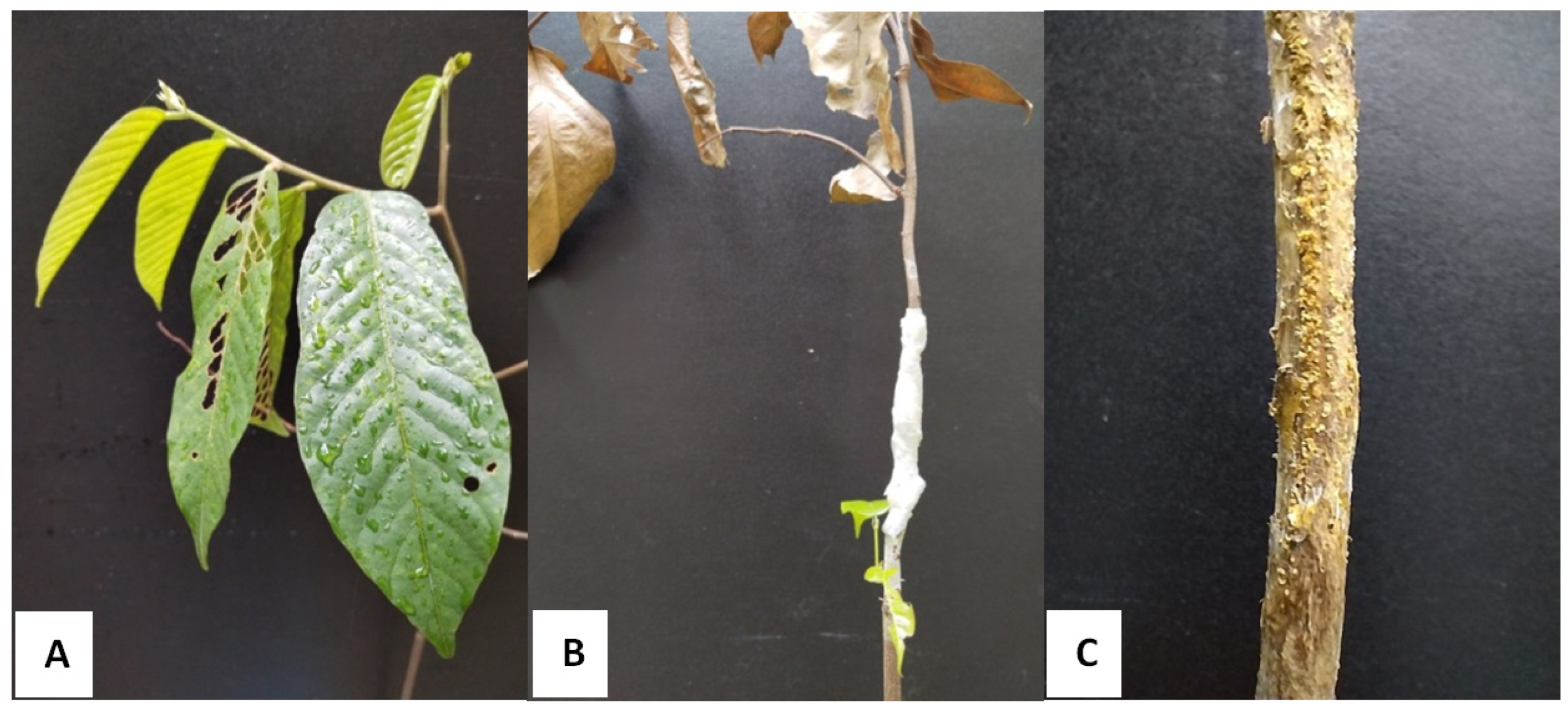 Forests 14 01660 g009