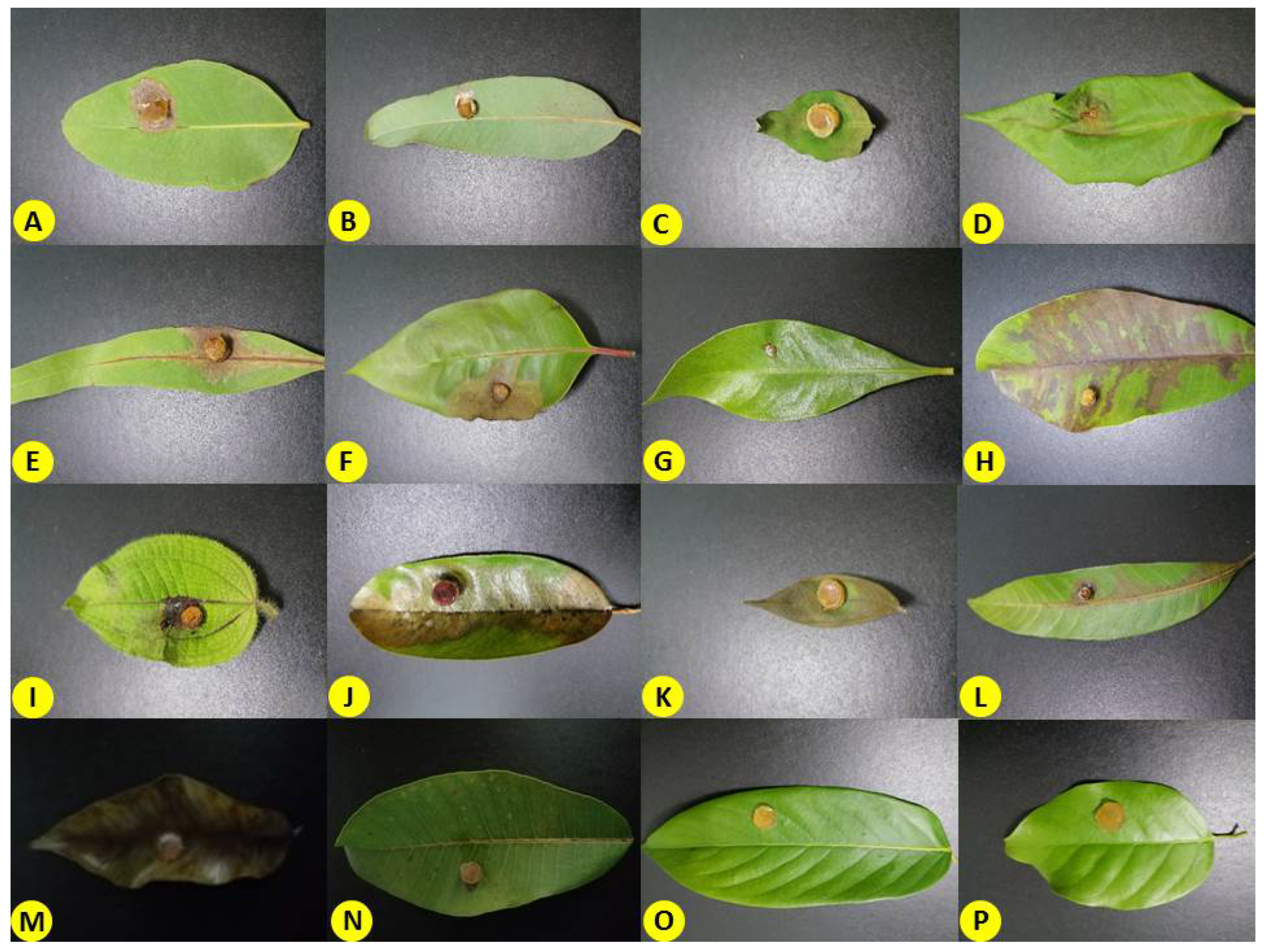 Forests 14 01660 g010