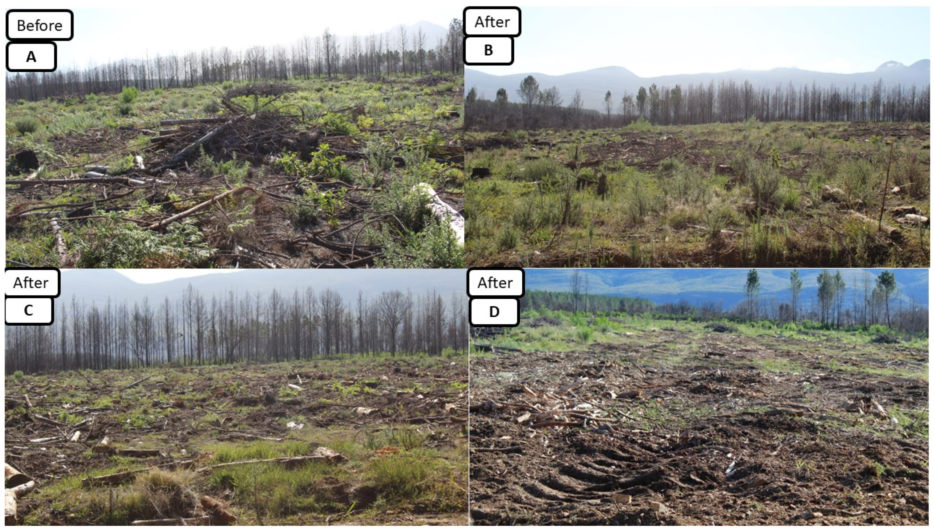 Forests 14 01661 g003 Forests 14 01661 g003