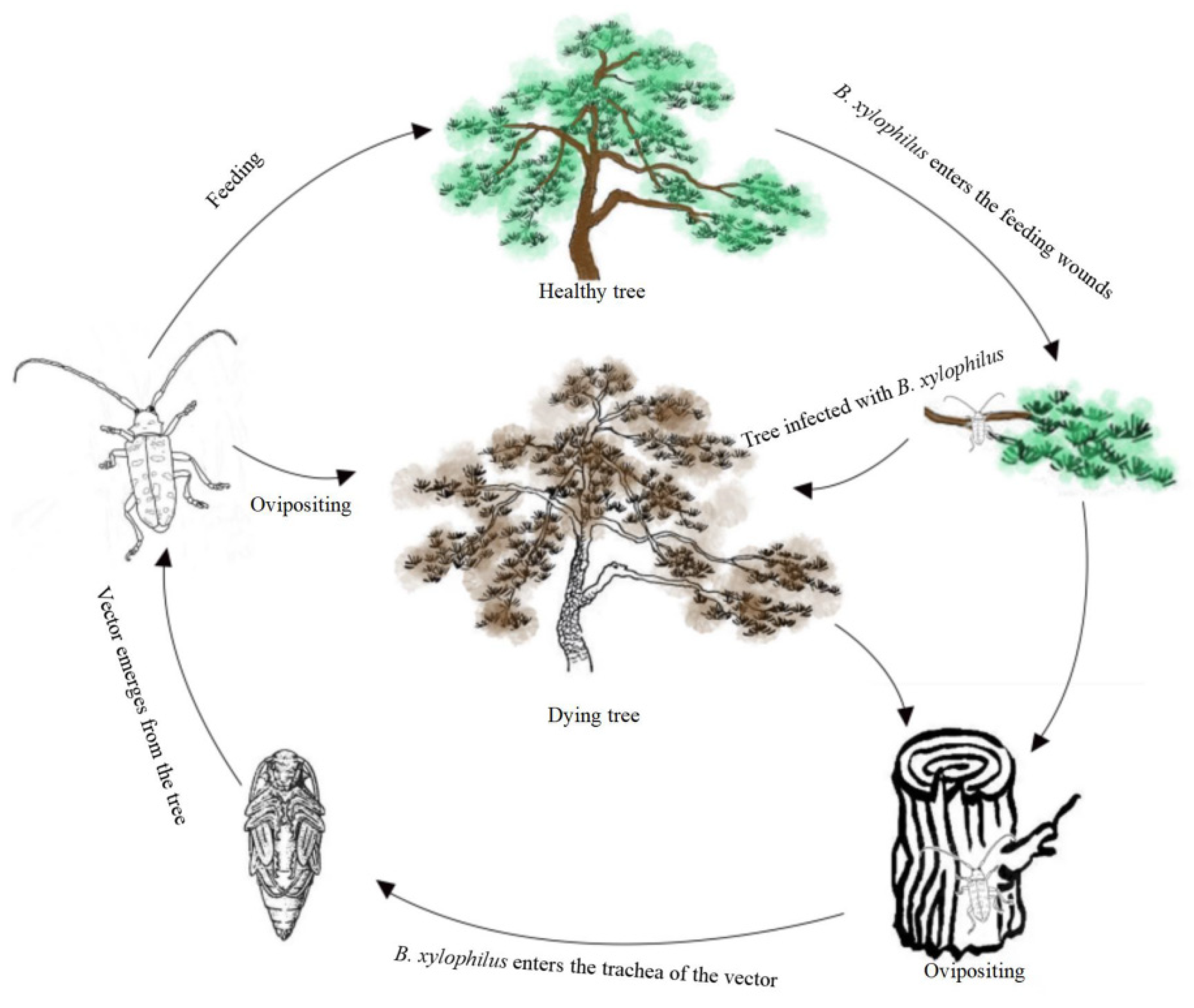Forests 14 01687 g001