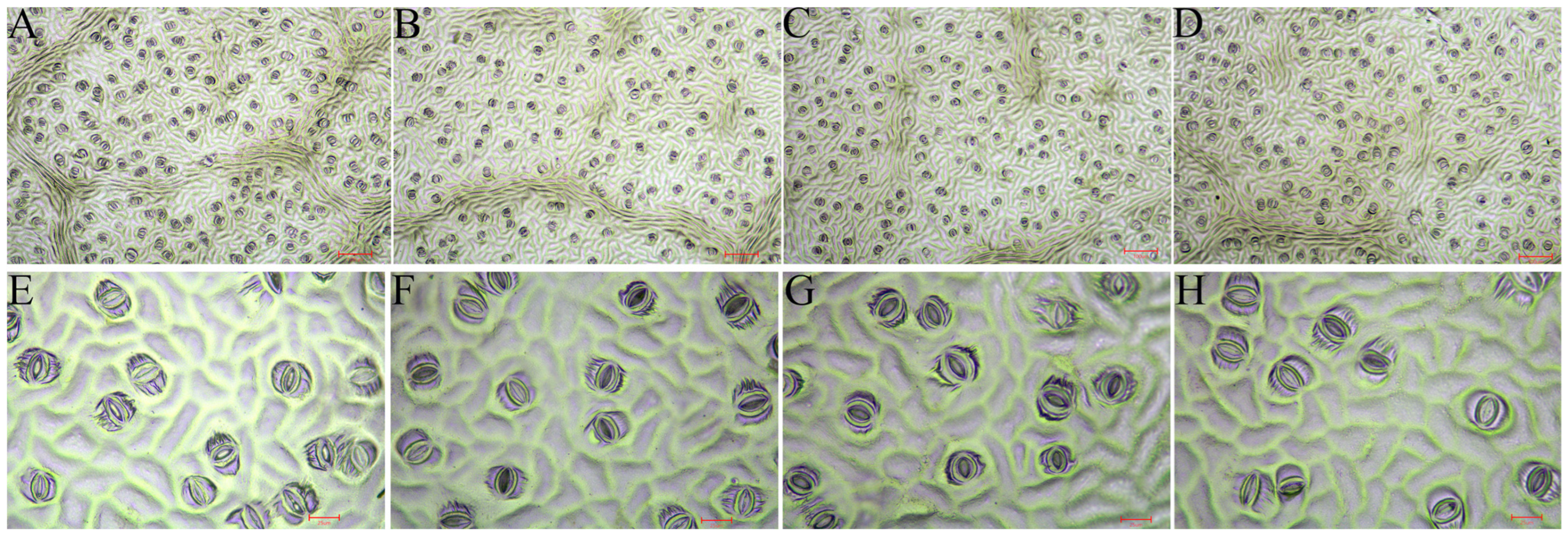 Forests 14 01713 g005