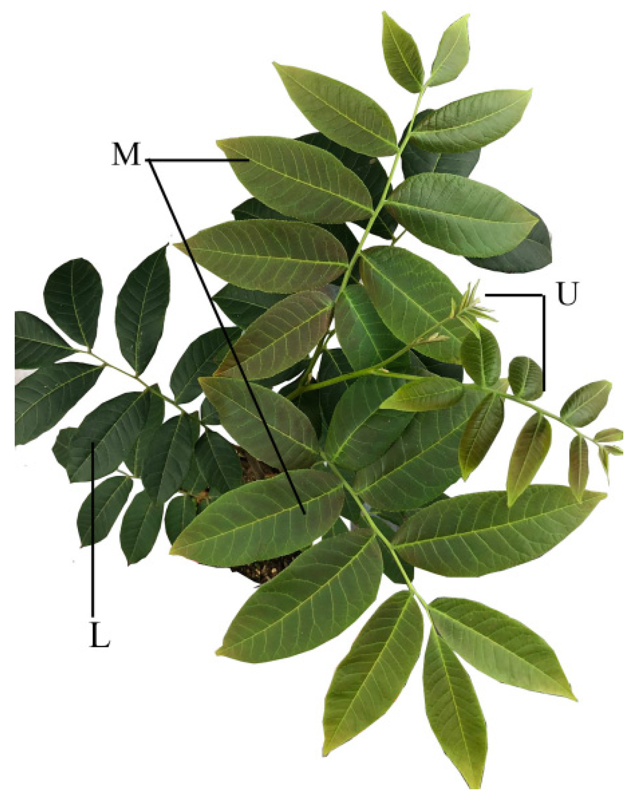 Forests 14 01735 g001