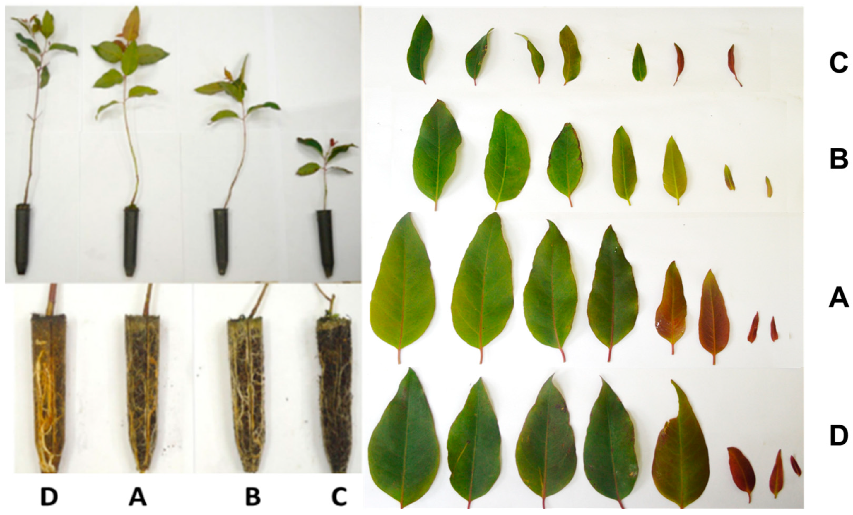 Forests 14 01756 g001