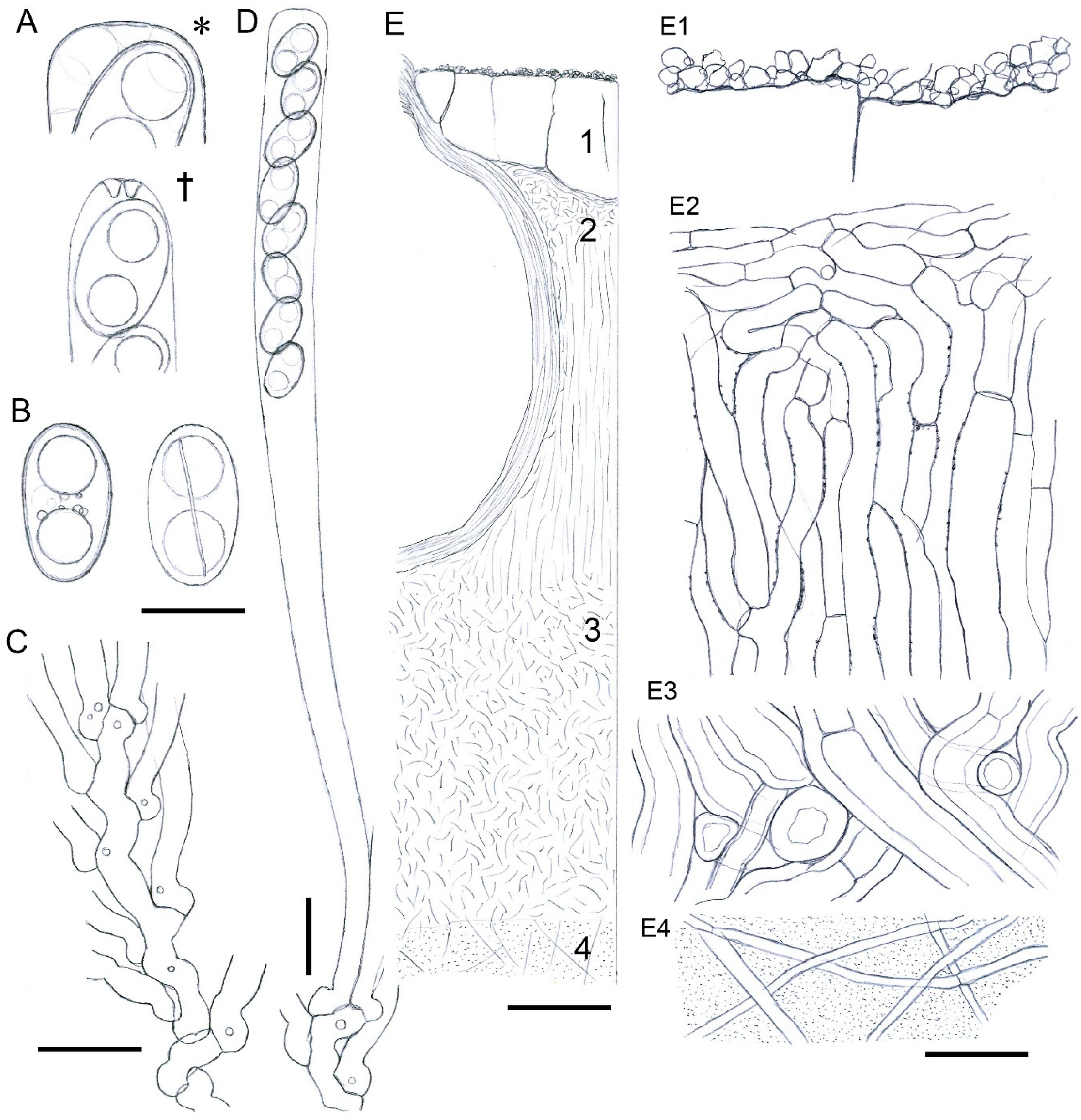Forests 14 01764 g003