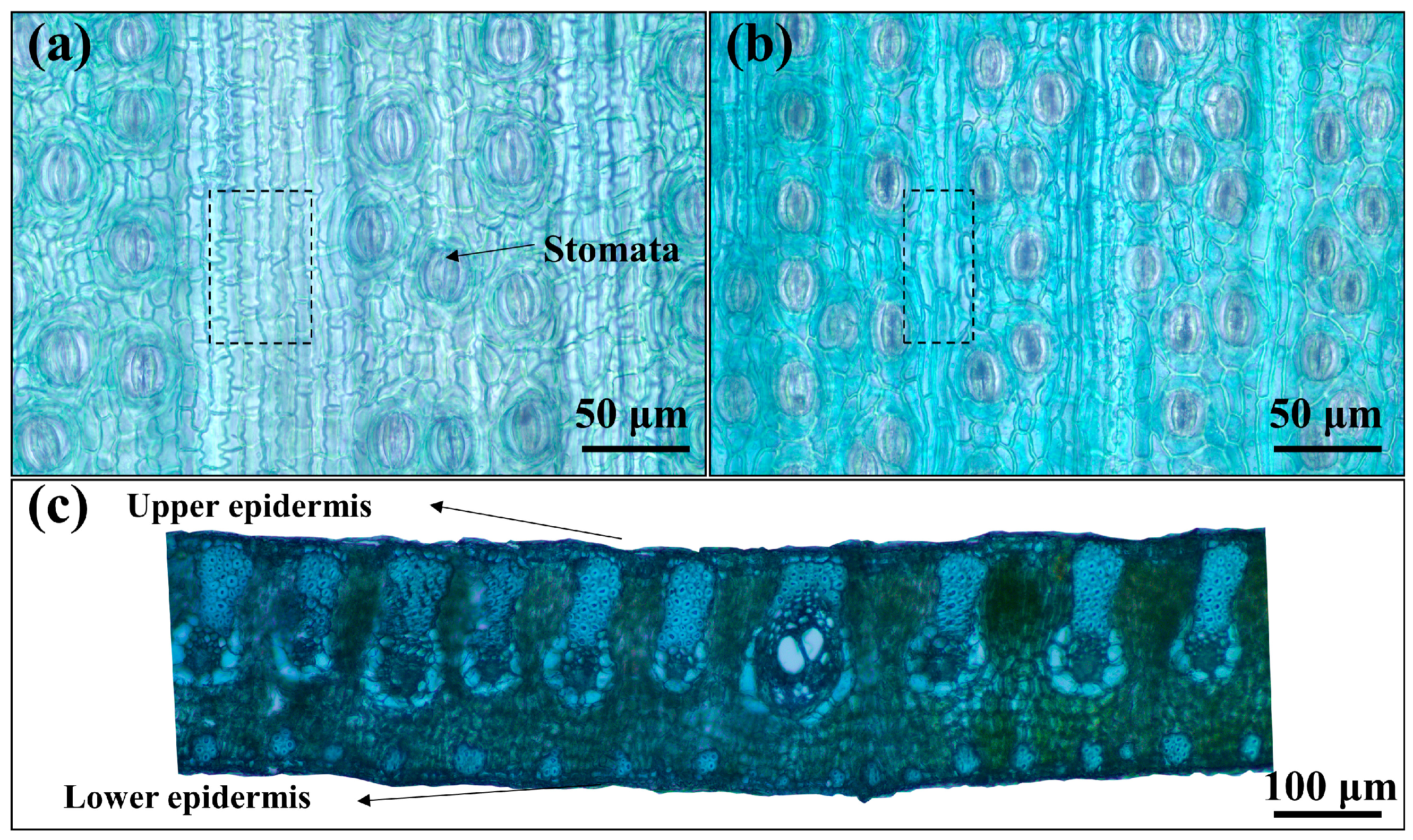 Forests 14 01775 g002