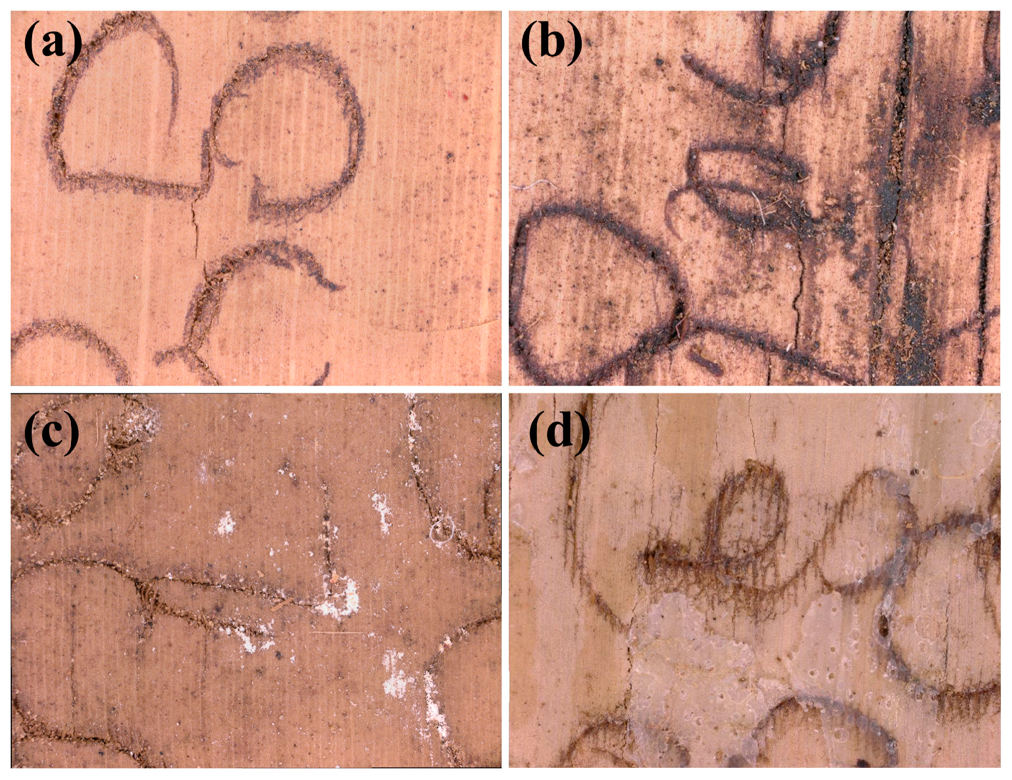 Forests 14 01775 g003