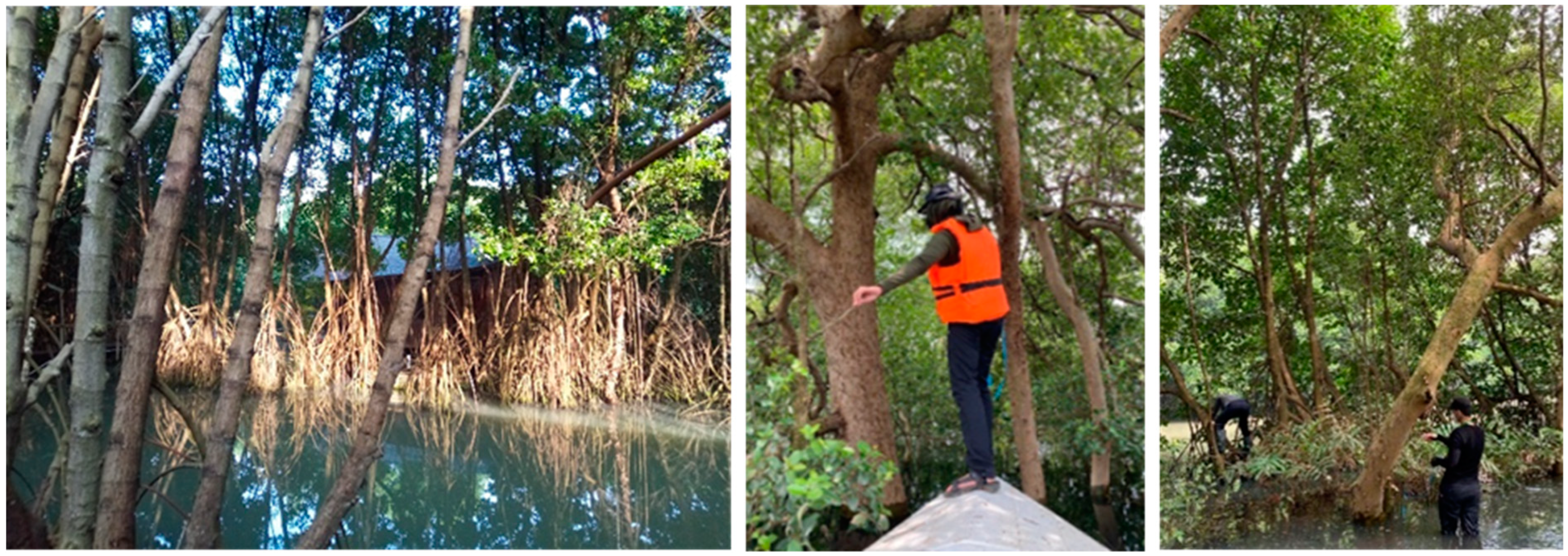 Forests 14 01796 g003