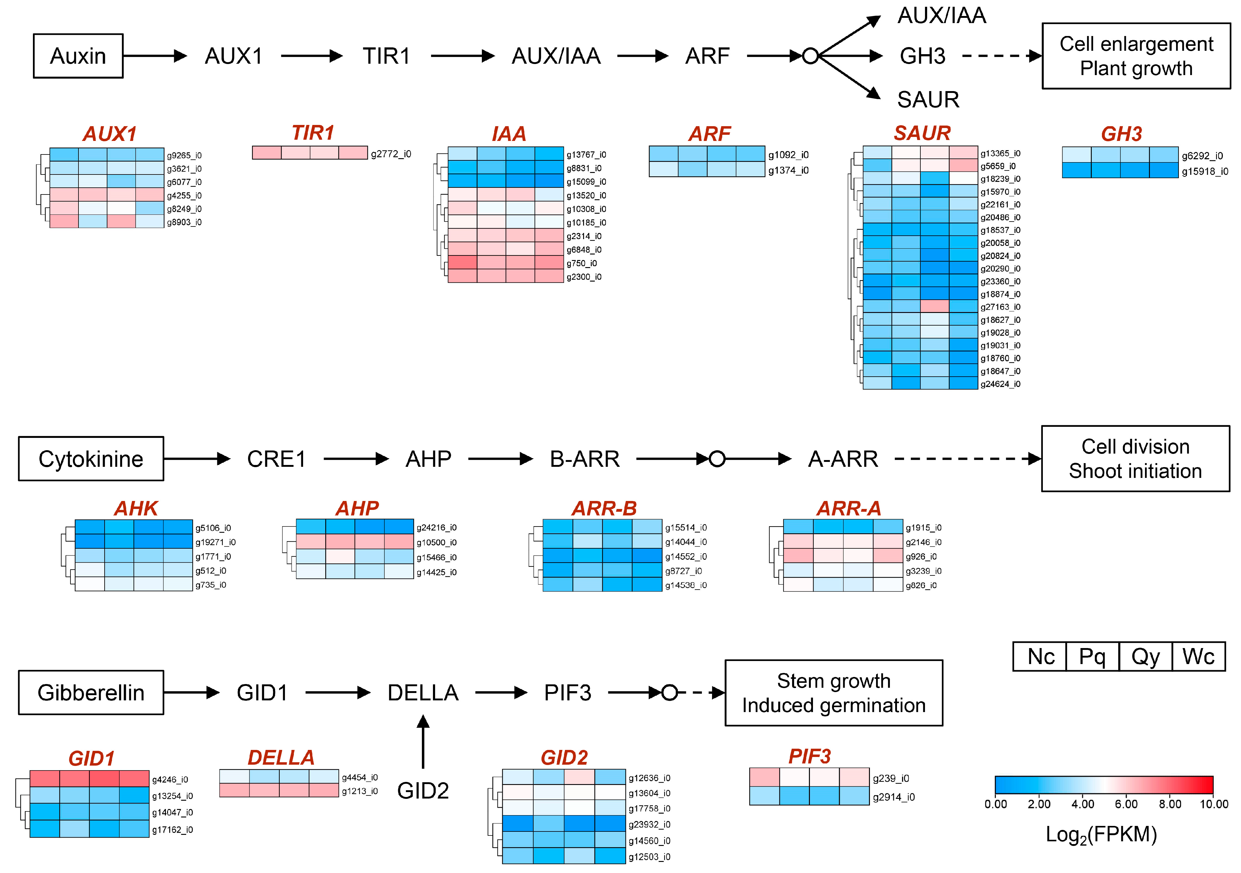 Transcriptome Analysis and Novel EST-SSR Marker Development