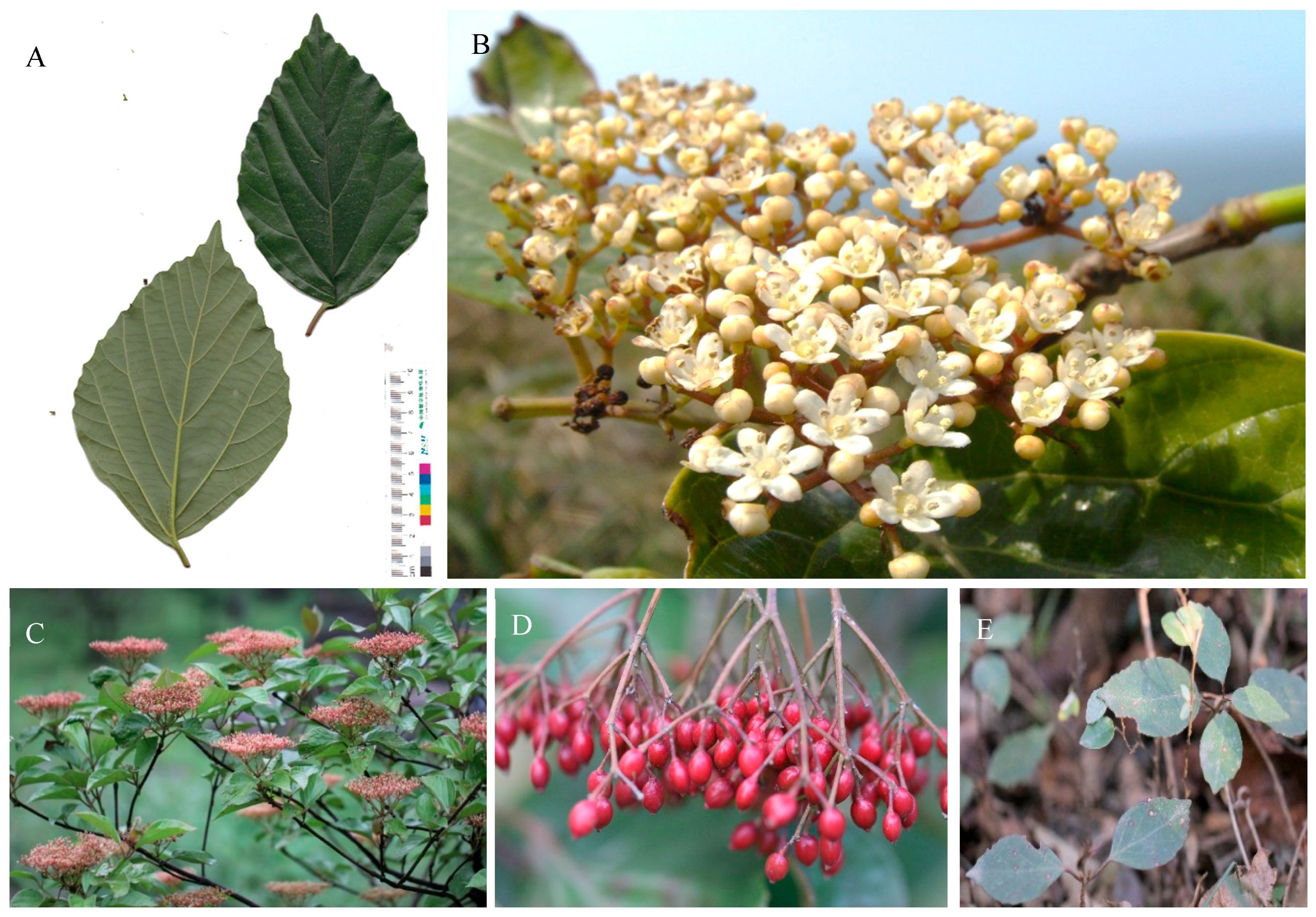 Forests 14 01819 g001 Forests 14 01819 g001