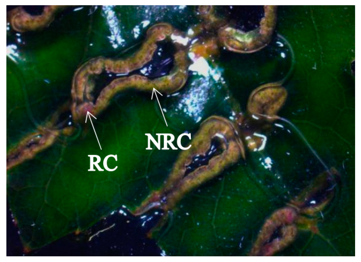 Máy Molecular Regulation of Bud Regeneration from Callus of
