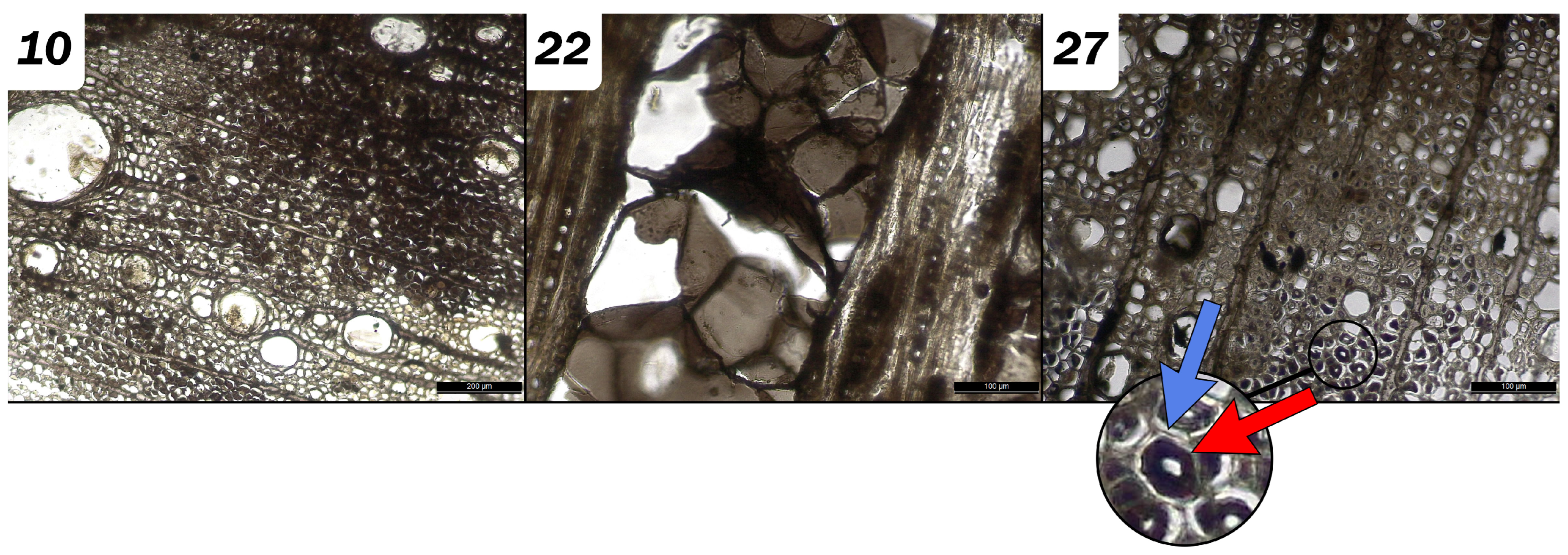 Forests 14 01834 g004