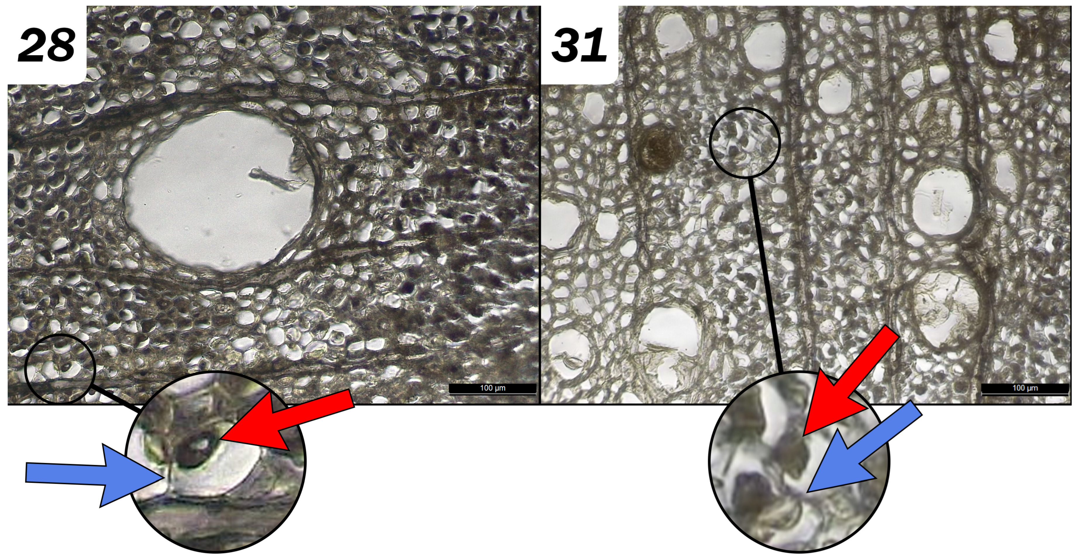 Forests 14 01834 g005