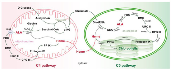 Regulation of 5-Aminolevunilic Acid and Its Application in