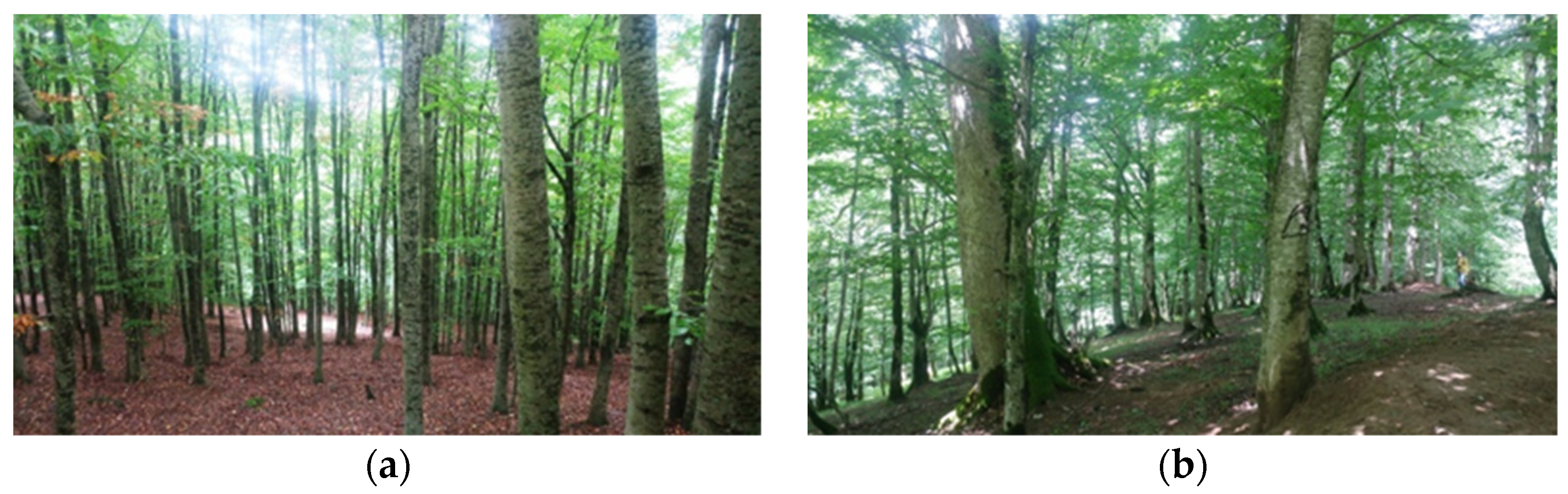 Forests 14 01861 g002