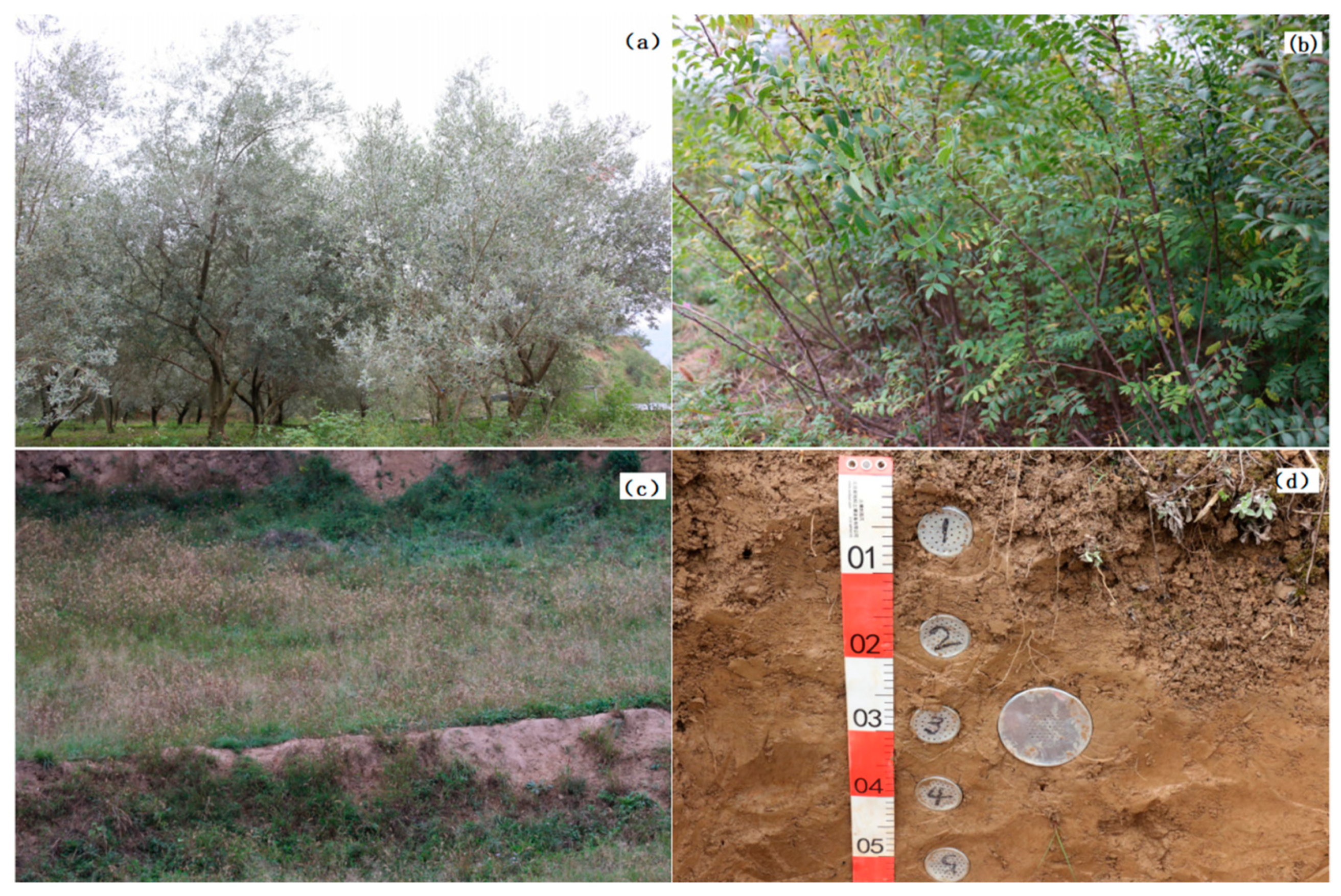 Forests 14 01865 g002