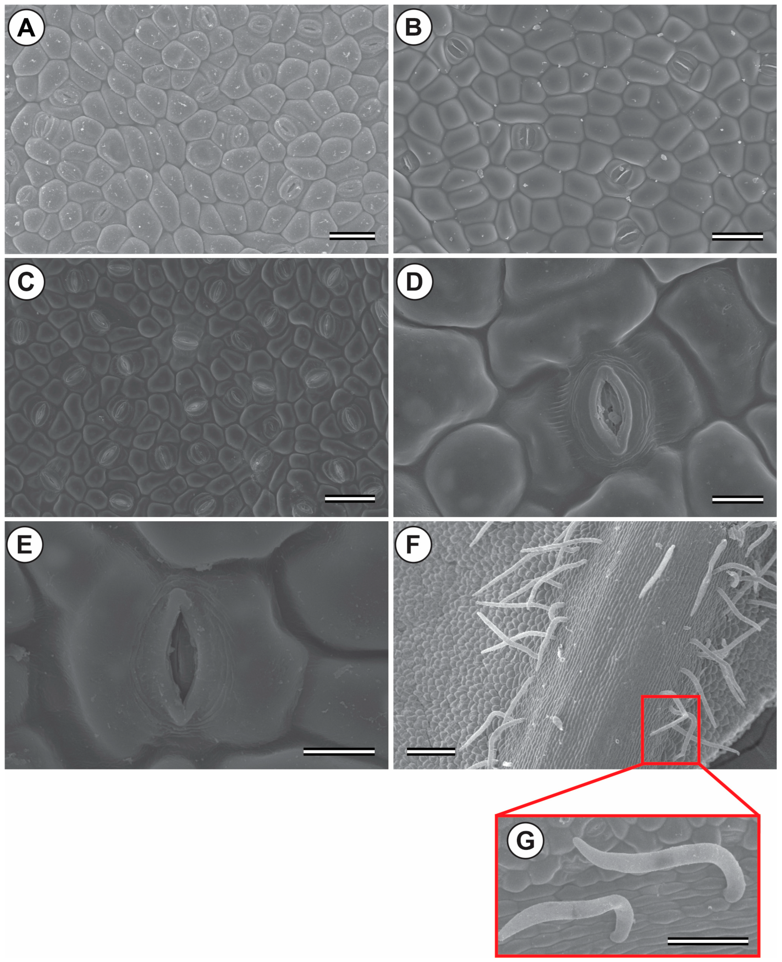 Forests 14 01868 g010
