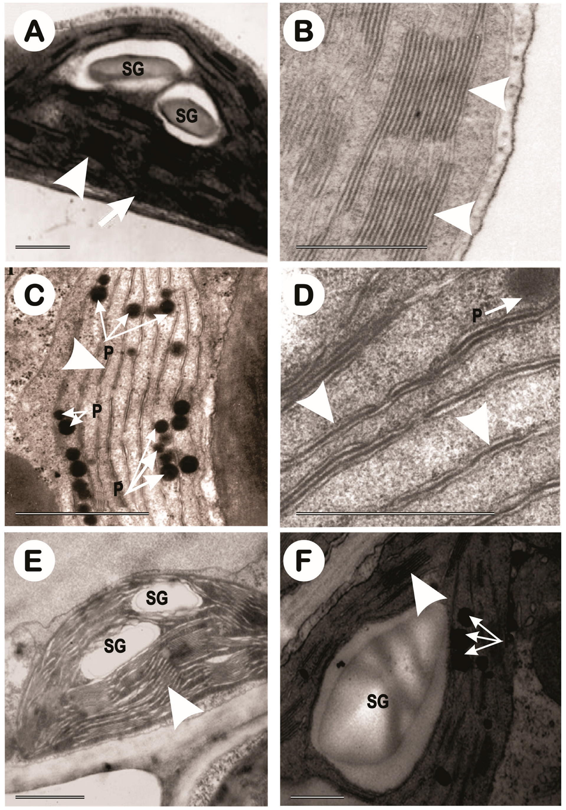 Forests 14 01868 g014