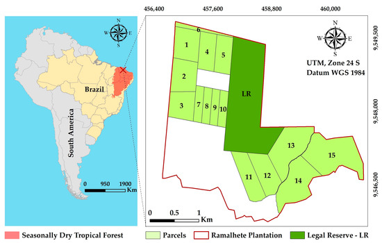 How Forest Management with Clear-Cutting Affects the Regeneration 