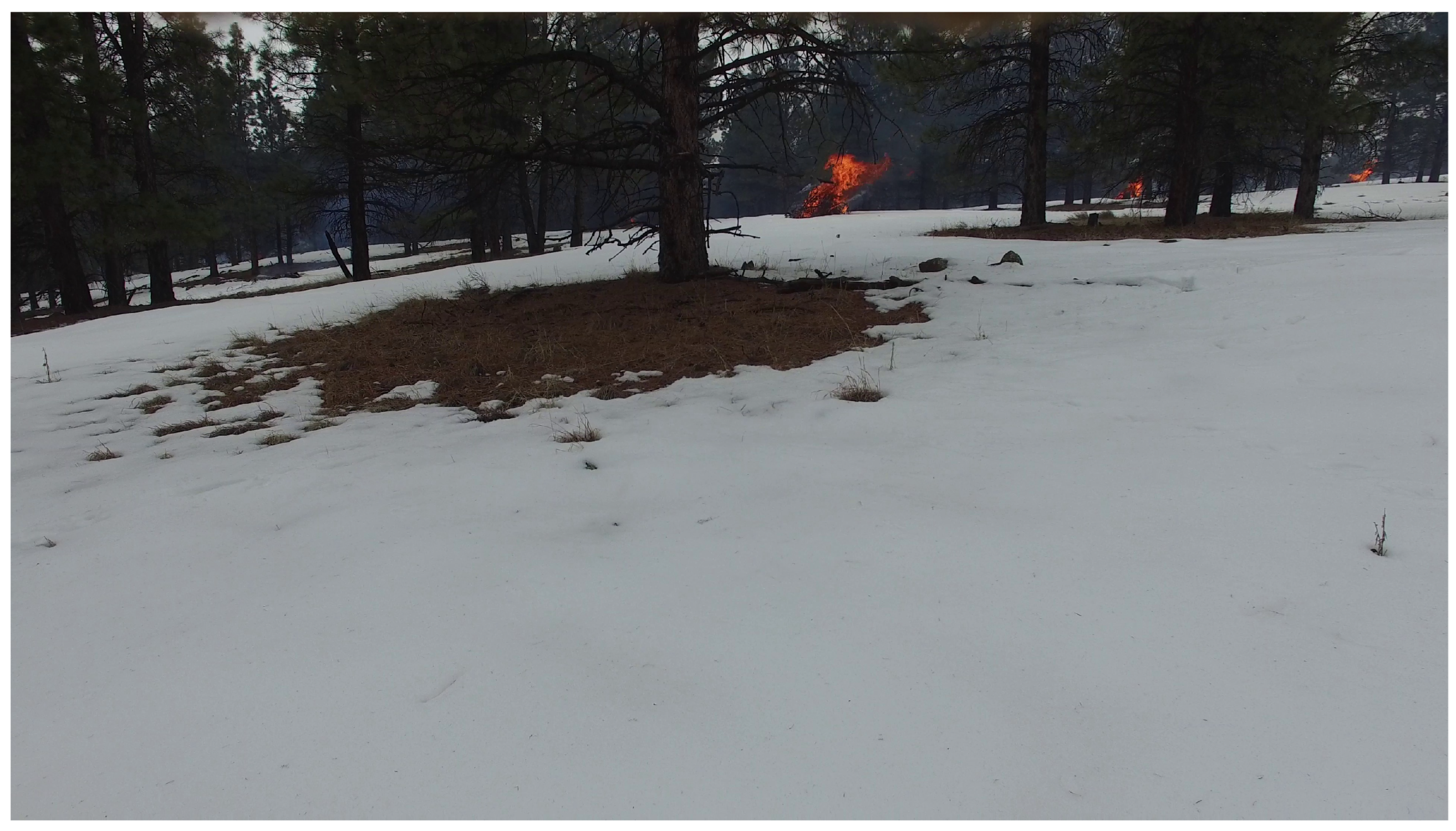 Forests 14 01887 g001