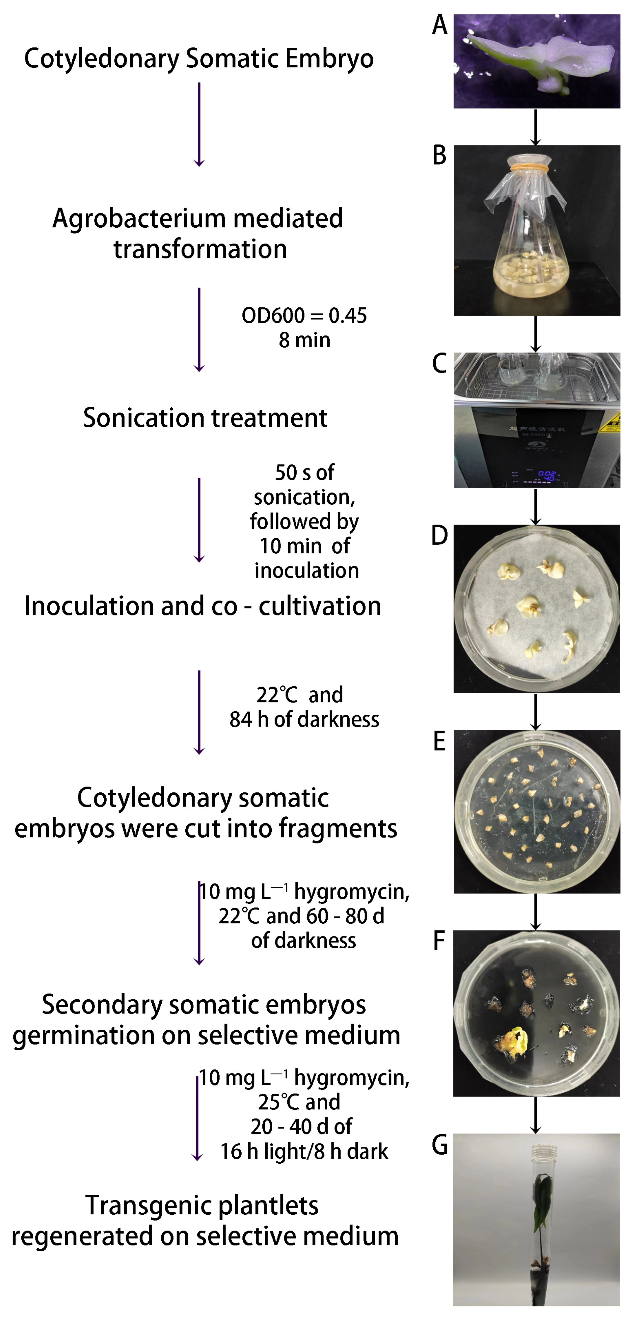 Forests 14 01891 g002