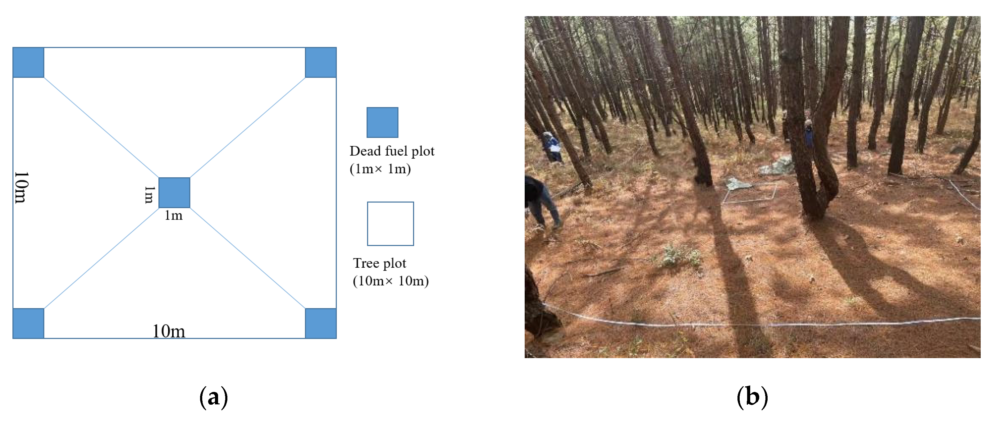 Forests 14 01915 g002