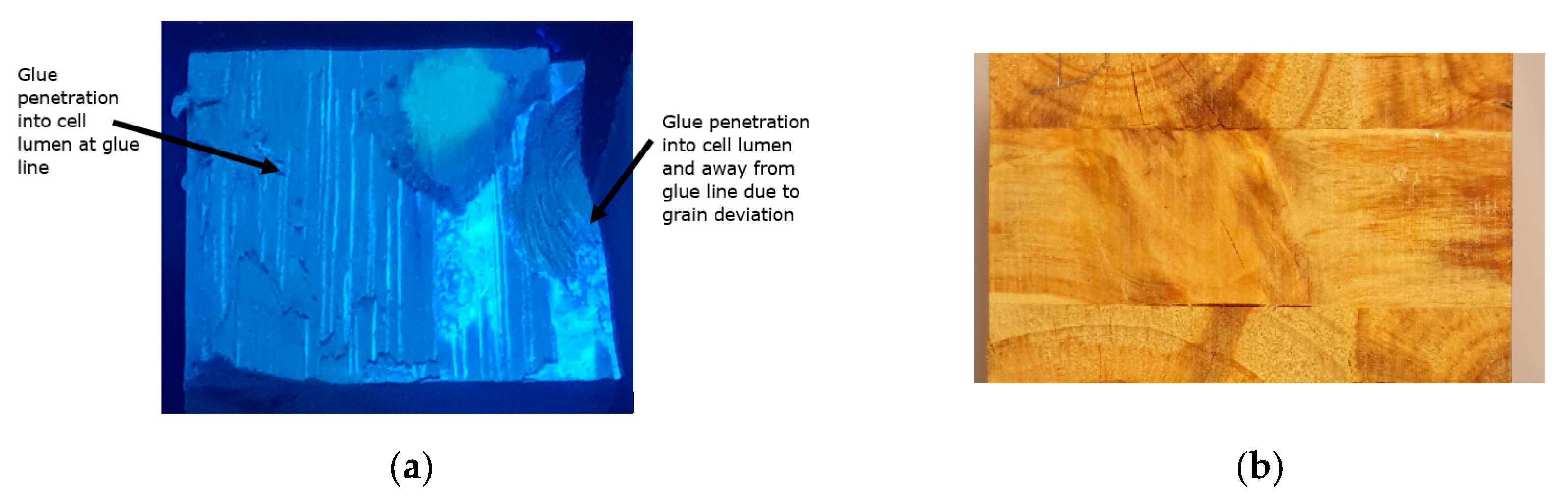 Forests 14 01916 g014