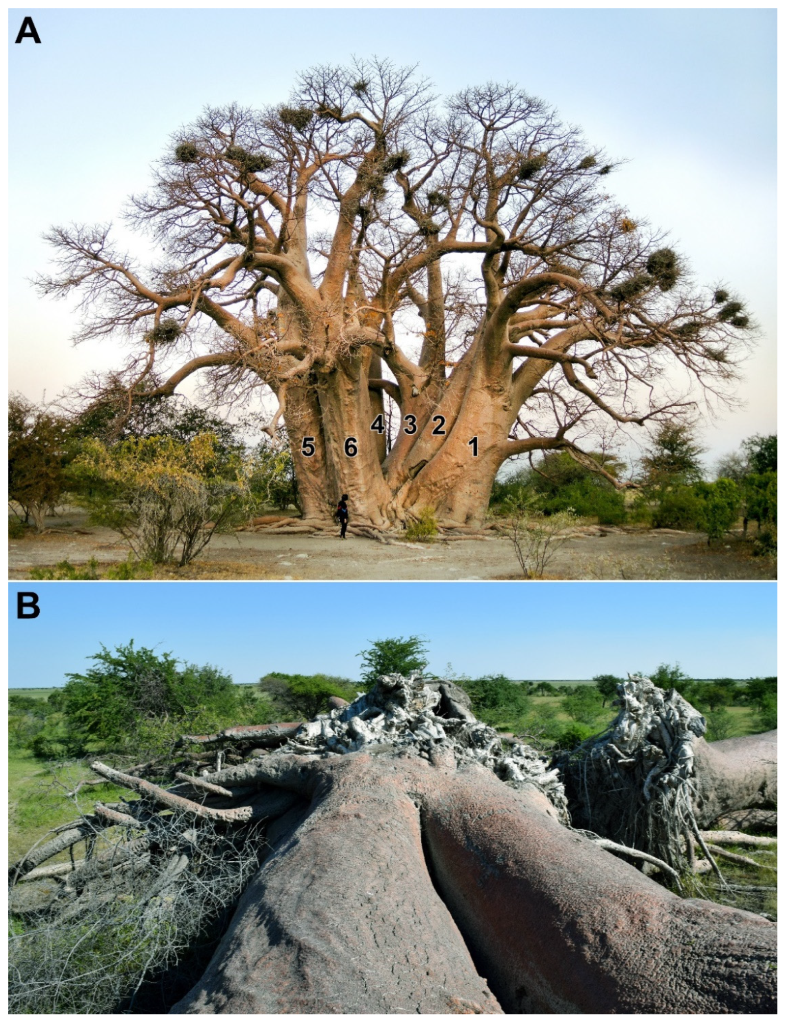 Forests 14 01917 g001 Forests 14 01917 g001