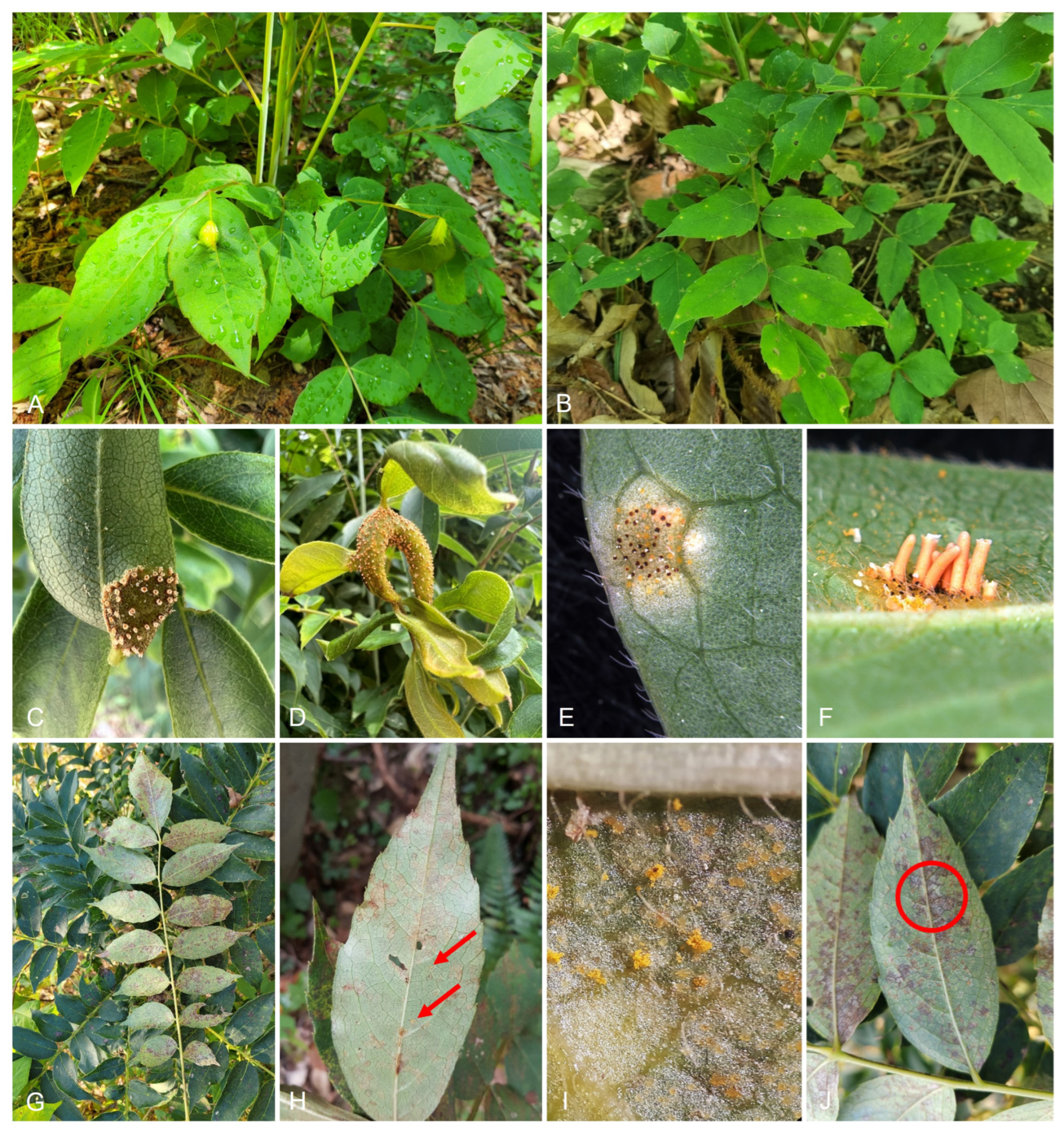 Forests 14 01934 g003