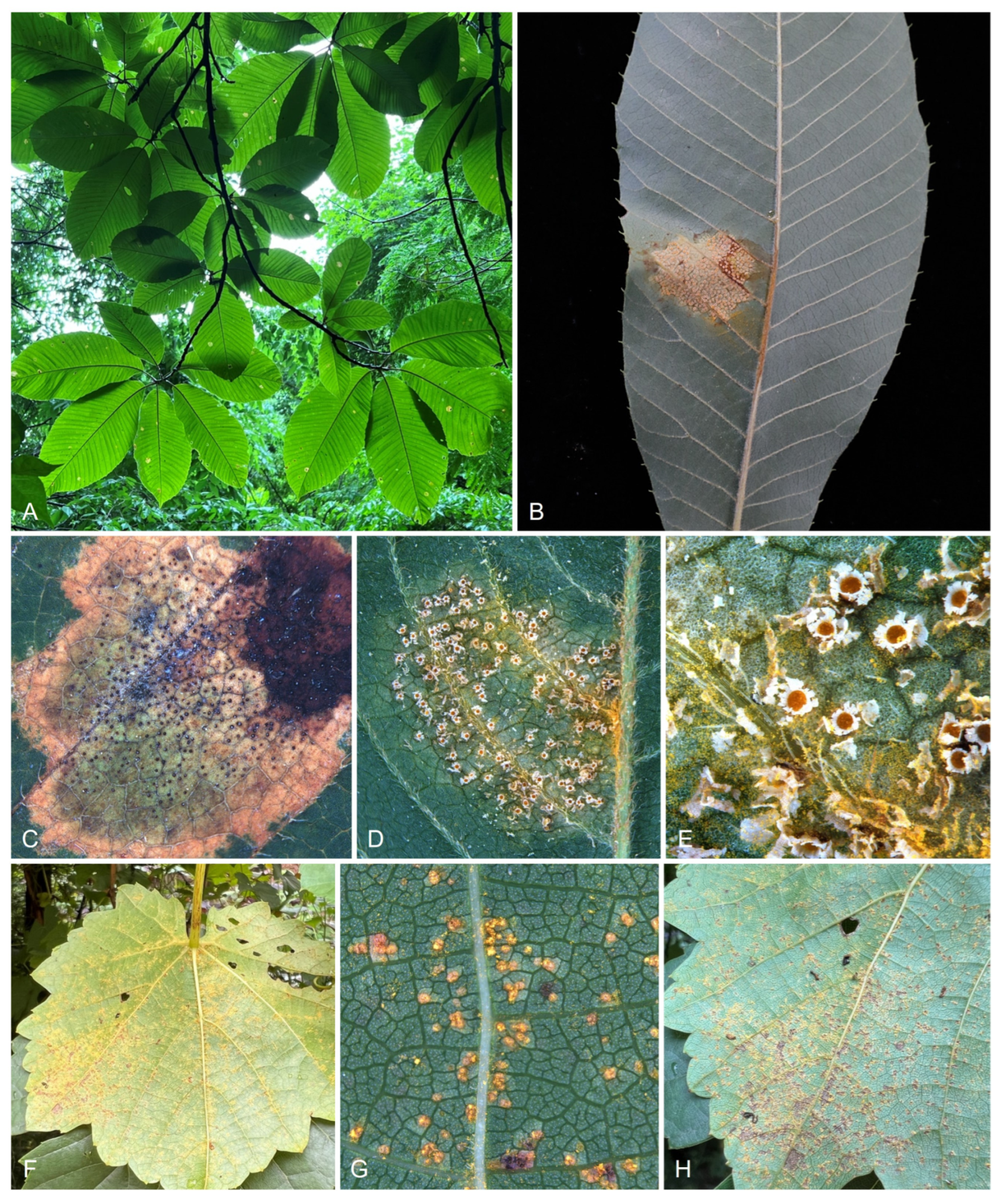 Forests 14 01934 g007