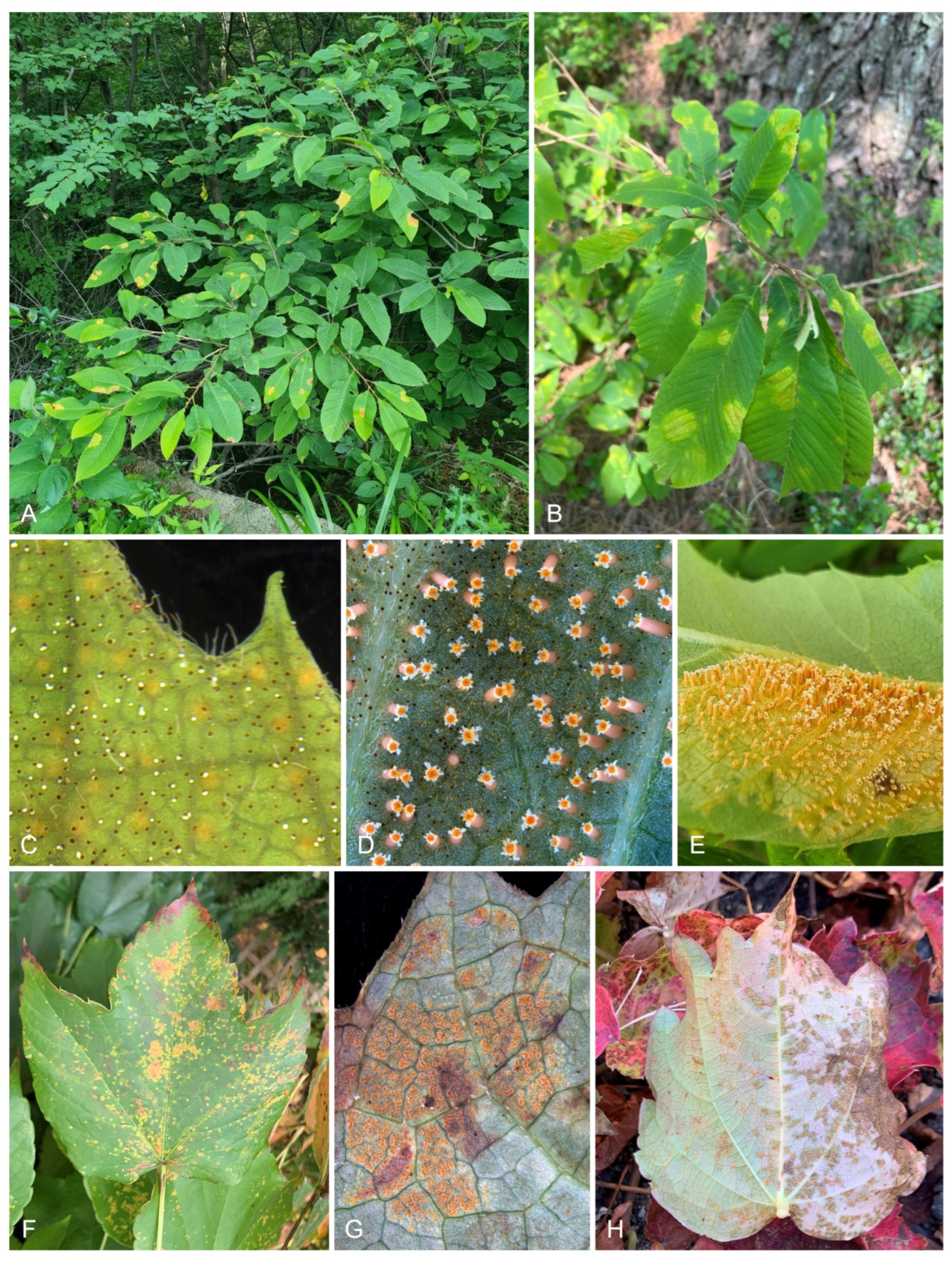 Forests 14 01934 g009