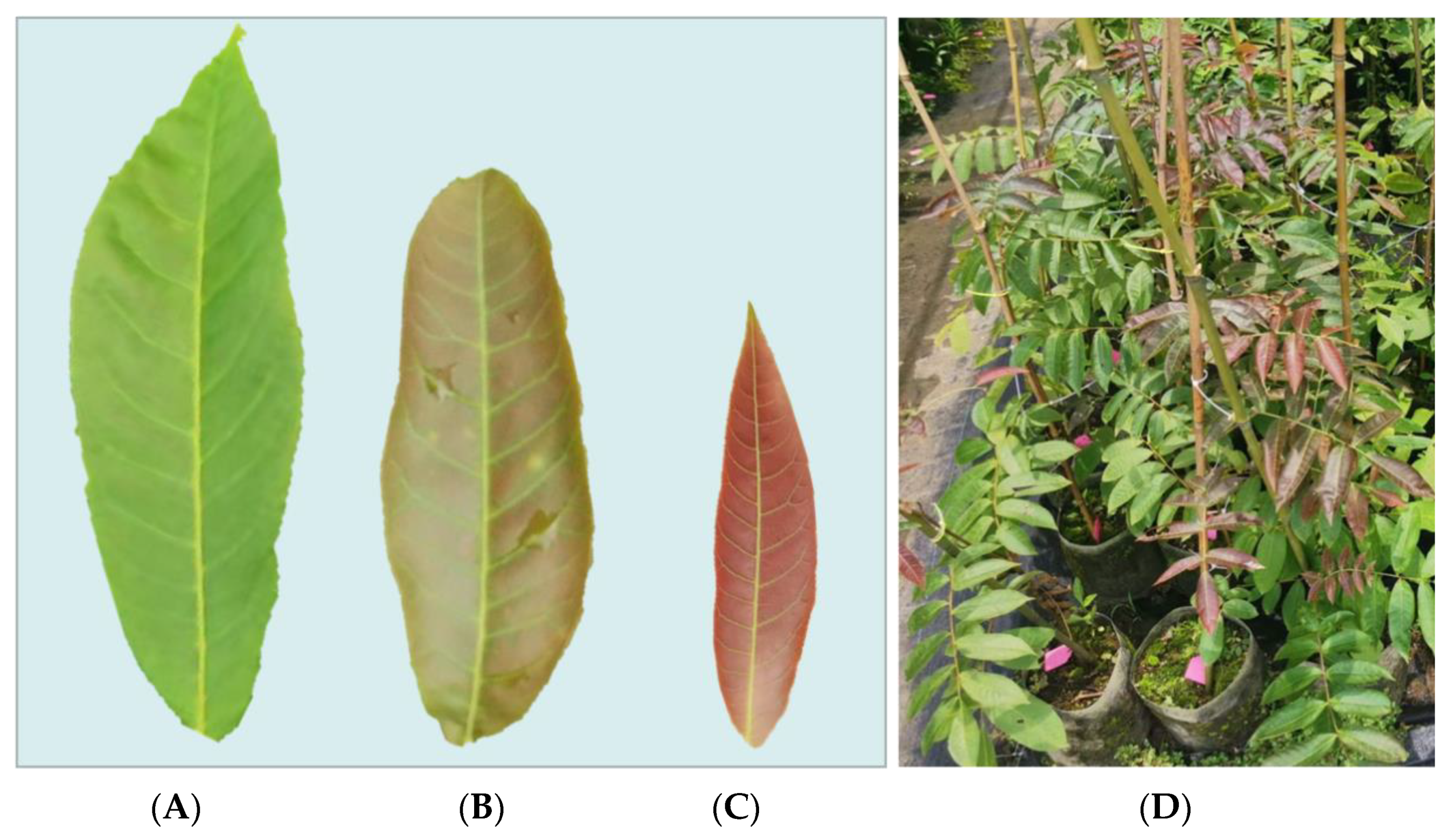 Forests 14 01948 g001