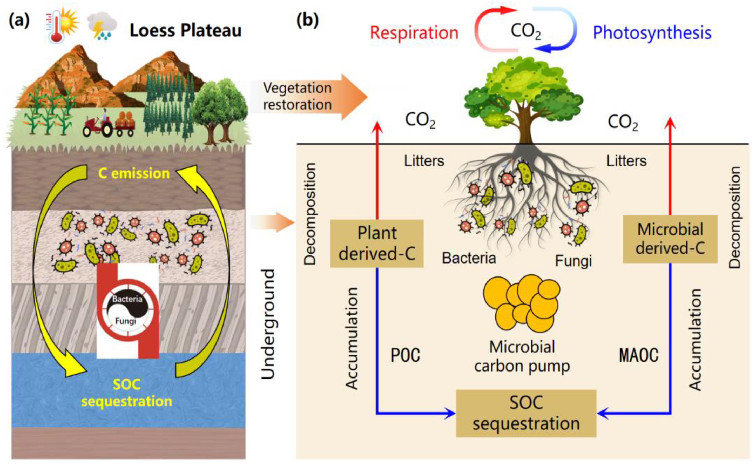 Forests 14 01964 g002
