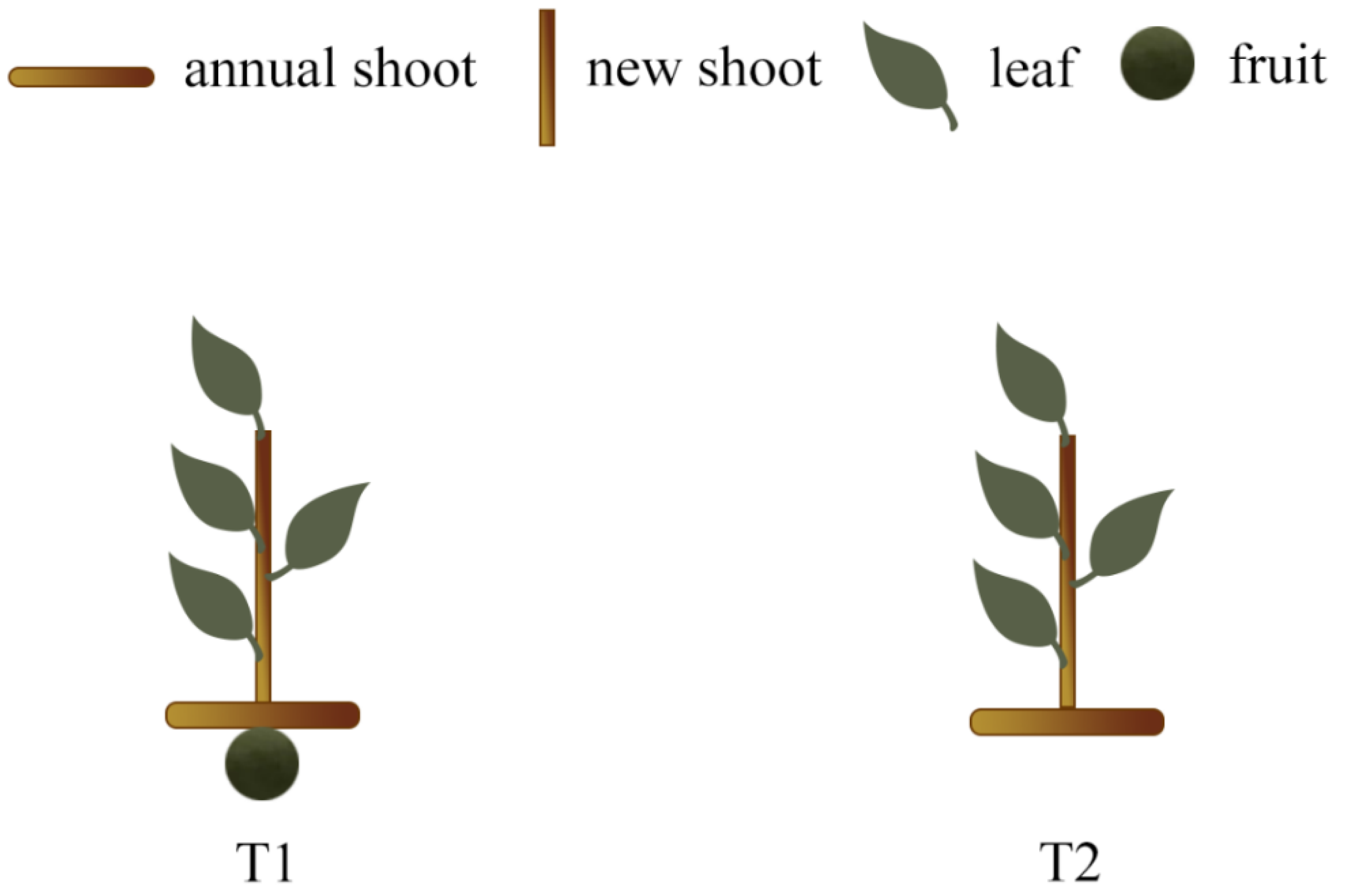 Forests 14 01965 g001
