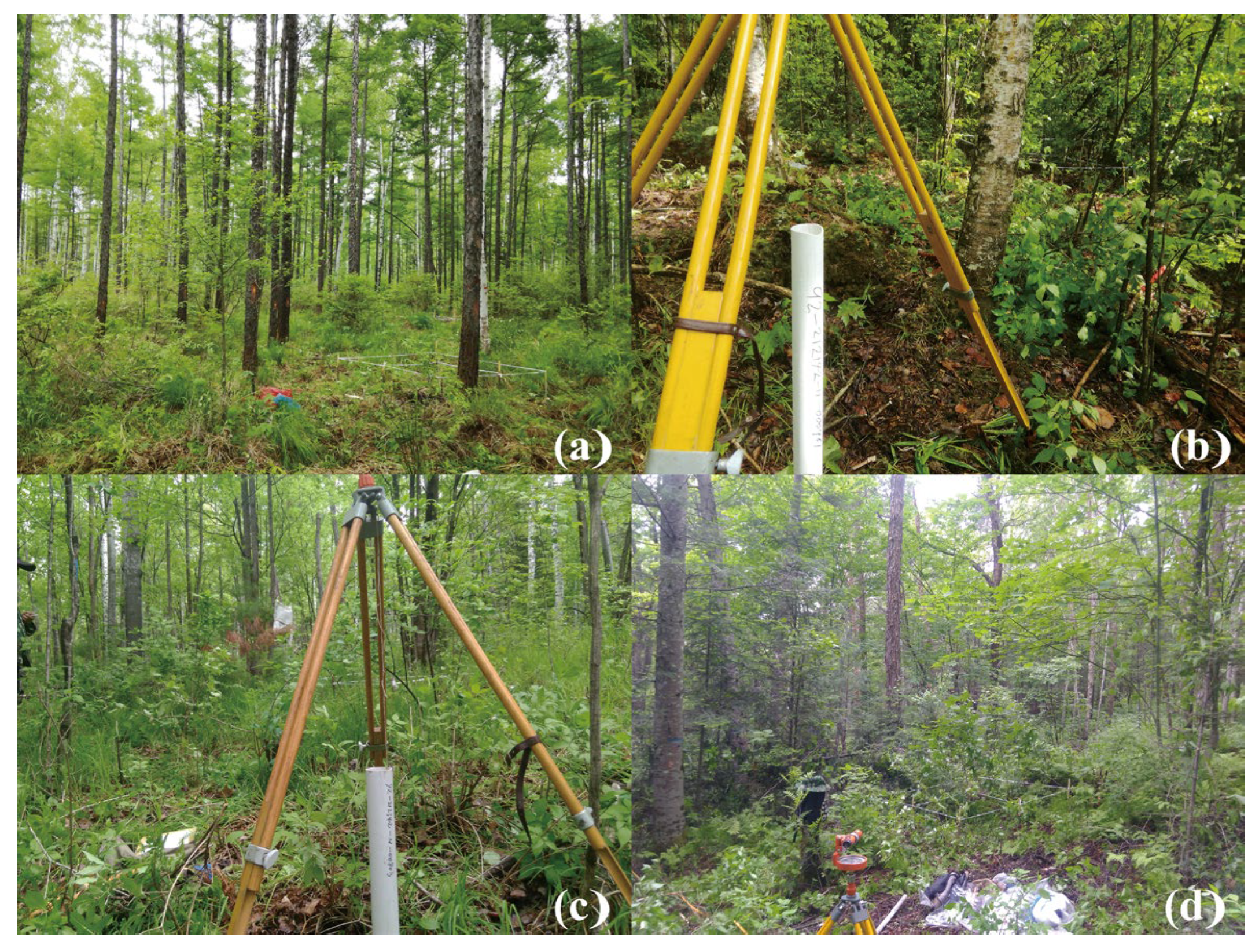 Forests 14 01970 g002 Forests 14 01970 g002