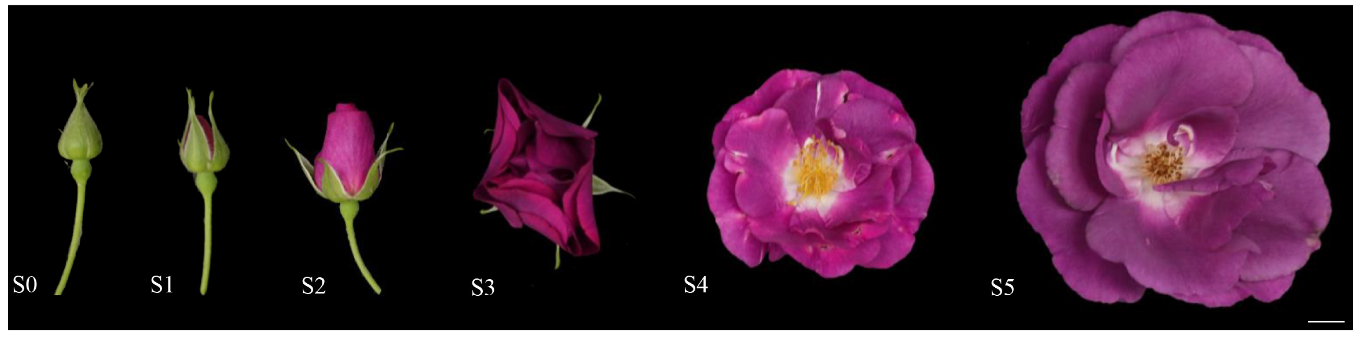 Forests 14 01973 g001