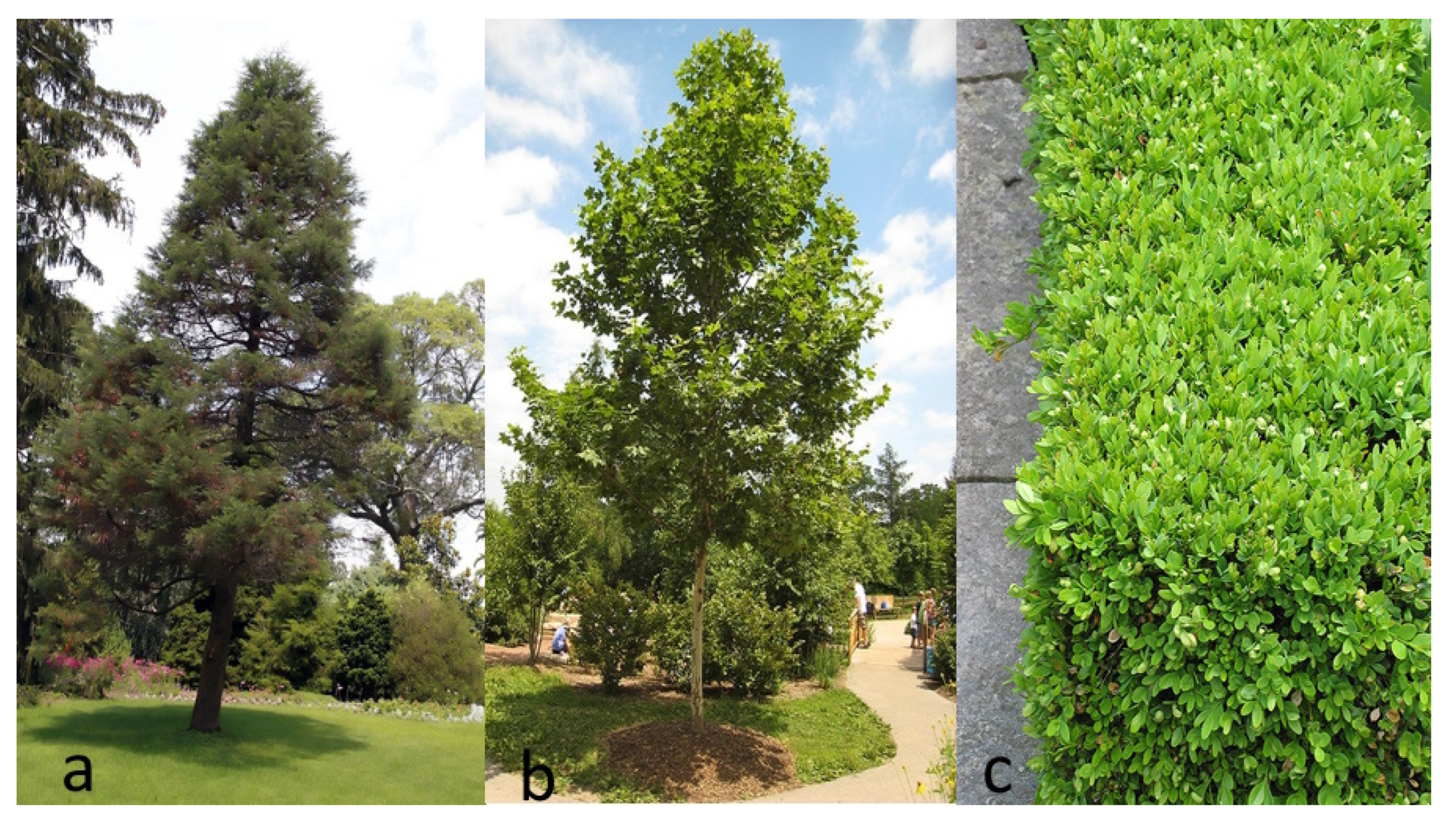 Forests 14 01978 g004