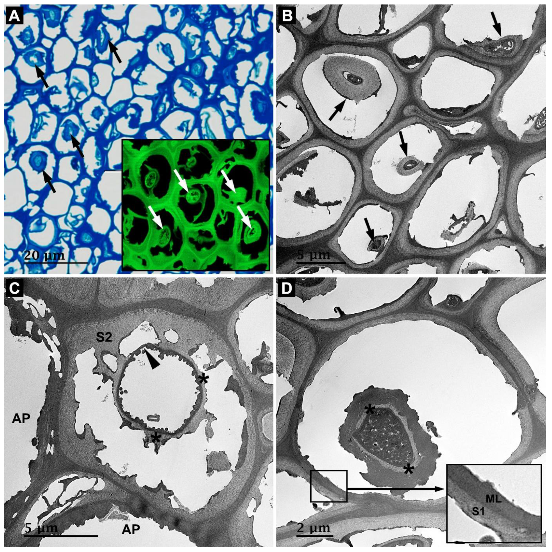 Forests 14 01992 g007