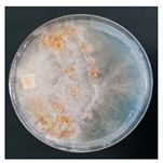 Forests 14 02029 i001