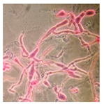 Forests 14 02029 i006