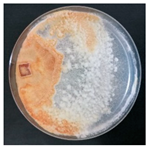 Forests 14 02029 i008