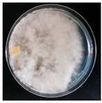 Forests 14 02029 i014