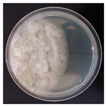 Forests 14 02029 i015