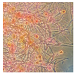 Forests 14 02029 i019