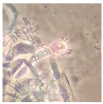 Forests 14 02029 i021