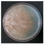 Forests 14 02029 i022