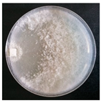 Forests 14 02029 i030