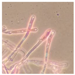 Forests 14 02029 i031